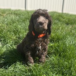 Bud (Orange Collar) - Brown male Poodle puppy in Monroeville, Pennsylvania from K & A Standard Poodles