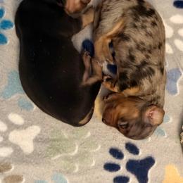 Dachshund Puppies from Doxi Delights
