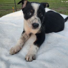 Frickles - Black and white male Border Collie puppy in Hull, Texas from Simmons Toy Aussies and Border Collies