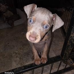 XFM1 9-26 - Orange - Fawn (isabella) and tan male Miniature Pinscher puppy in Middle Point, Ohio from Knisely's Min Pins-AKC