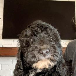 Bernedoodle Puppies from Michelle Green