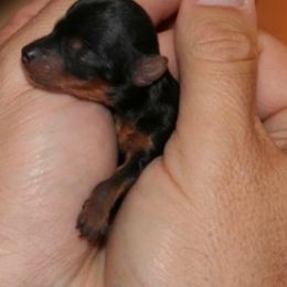 Lilly - Black and tan female Yorkshire Terrier puppy in Kingston, Oklahoma from Lake Life