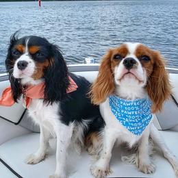 Cavalier King Charles Spaniels from Rutherglen Cavaliers