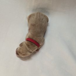 Dilute Retriever and Labrador Retriever Puppies from LC Hunting Labs, LLC.