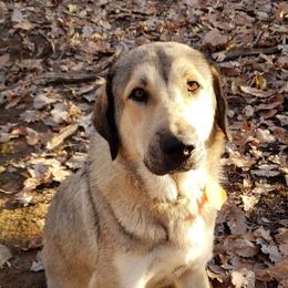 Sevy - Anatolian Shepherd Dog