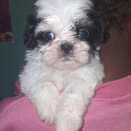 Oreo - Black and white male Shih Tzu puppy in Memphis, Tennessee from Lady and the Tramp