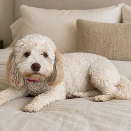 Reba - Aussiedoodle