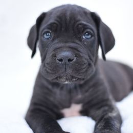 Jax - Gray brindle male Cane Corso puppy in Kent, Washington from Grande Kennels