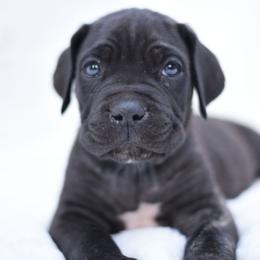 Jax - Gray brindle male Cane Corso puppy in Kent, Washington from Grande Kennels