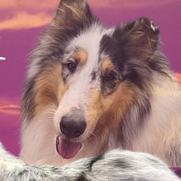Royal - Collie
