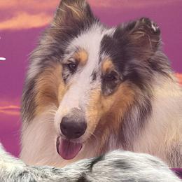 Royal - Collie