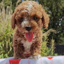 Mateo - Red male Cavapoo puppy in Dallas, Texas from Halo's Heroes Doodles