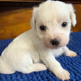 Bronson - White male Maltipoo puppy in Lawrenceburg, Tennessee from LUV Poodles and Maltipoos