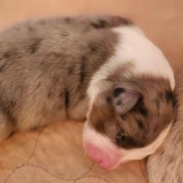 Hope - Blue merle female Australian Shepherd puppy in Athens, Tennessee from Mimi's Aussie