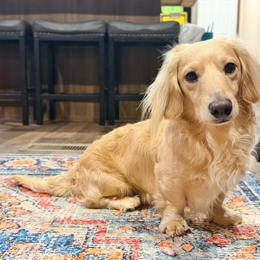 Hollywood - Dachshund