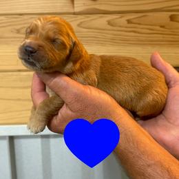 Hancock (Blue) - Dark golden male Golden Retriever puppy in Cadillac, Michigan from K & M Golden Retrievers