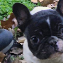 Boy 1 - Tricolors male French Bulldog puppy in Rogers, Arkansas from Freaky Frenchies