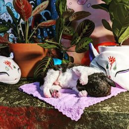 Poodle Puppies from Pantheon Poodles