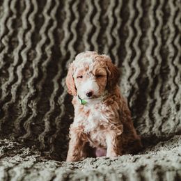 Poodle Puppies from Peterson Poodles