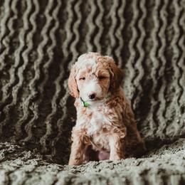 Poodle Puppies from Peterson Poodles