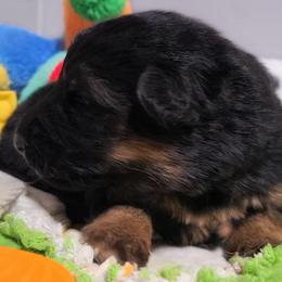 Walker - Tan Collar - Black and red male German Shepherd puppy in Charlotte, North Carolina from Zuflucht K9s