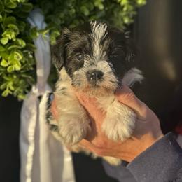 Yellow Girl - Parti female Miniature Schnauzer puppy in Oneonta, Alabama from Murphree Valley Kennels