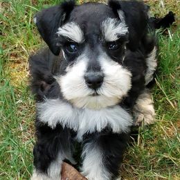 Miniature Schnauzer Puppies from The Happy Schnauzer Place