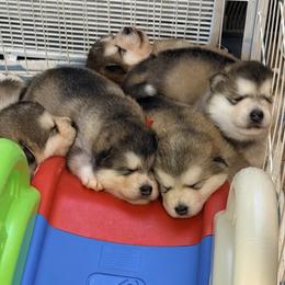 Alaskan Malamute puppies from Alpenglow Alaskan Malamutes