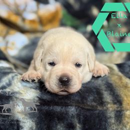 Teal collar male - Yellow male Labrador Retriever puppy in Beaverdam, Virginia from Riverside Sunset Labrador Retrievers