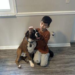 Rocky - Boxer