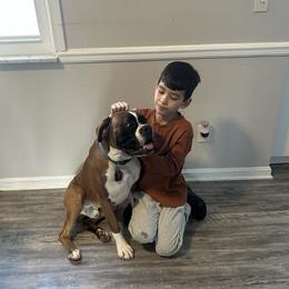 Rocky - Boxer