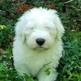 Old English Sheepdogs from Phoenix Old English Sheepdogs