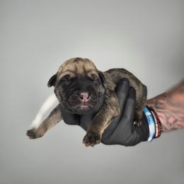 Samson - Gray and fawn male Cane Corso puppy in Elkhart, Indiana from Martins Almighty Cane Corsos