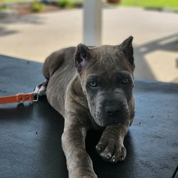 Cane Corso Puppies from Jolaw Kennel