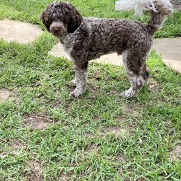 Waffle - Portuguese Water Dog