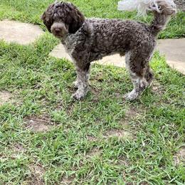Waffle - Portuguese Water Dog