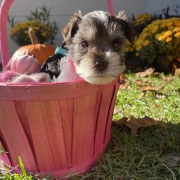 Miniature Schnauzer Puppies from Amanda Tragash