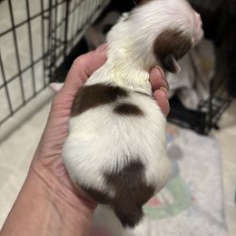 Girl 1 - Gold and white female Shih Tzu puppy in Manlius, New York from Dorothy Agrippino's Shih Tzus