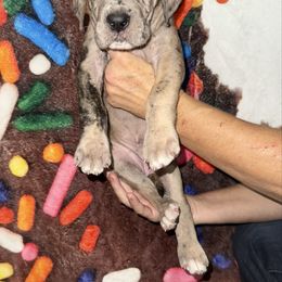 Hemera - Merle female Great Dane puppy in Orange Grove, Texas from Shadow Veil Dane’s