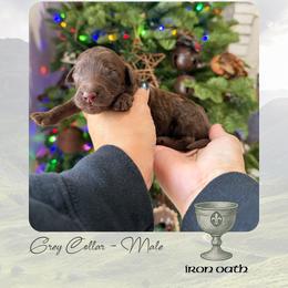Iron Oath - Grey Collar - Chocolate male Goldendoodle puppy in Garland, Texas from Twilight Doodles