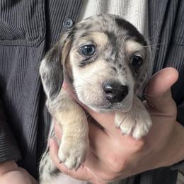 Girl 2 - Black and cream female Dachshund puppy in Casa Grande, Arizona from Short and Sassy Dachshunds of AZ