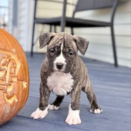 Brie - Red brindle female American Staffordshire Terrier puppy in Franklin County, Vermont from Explicit Amstaffs Of New England