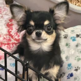 Draya - Black and tan female Chihuahua puppy in Orlando, Florida from Destiny Chihuahuas