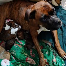 Boxers from Goodman/Pogue Boxer Babies