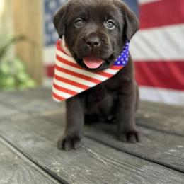 Labrador Retriever Puppies from Krys Ruth