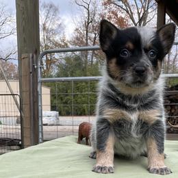 Queen Girl 2 - Blue speckled female Australian Cattle Dog puppy in Monroe, Louisiana from The Sweet Kennels