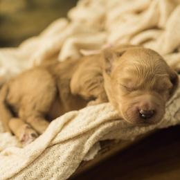 Cutie - Red  female Goldendoodle puppy in Georgia from Mother of Golden Doodles
