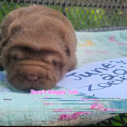 Harmony - Brown female Chinese Shar-Pei puppy in Minden, Louisiana from Zoey's Waggly Tails
