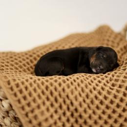 Ghost - male Australian Mountain Doodle puppy in Spanish Fork, Utah from Little Puppy Co.