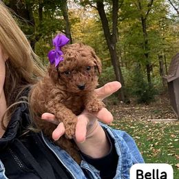 Bella - Red  female Poodle puppy in Mint Hill, North Carolina from DoodleForever